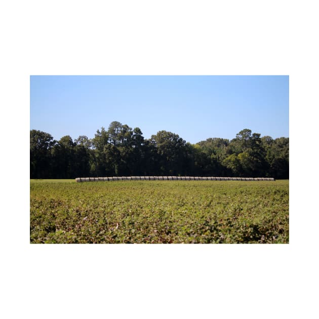 Hay Bales In Field by Cynthia48