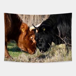 Highland cattle fight Tapestry