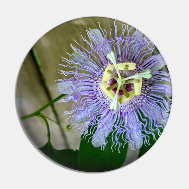 Passion flower in close-up - a photo study in green and purple Pin by AtlasMirabilis