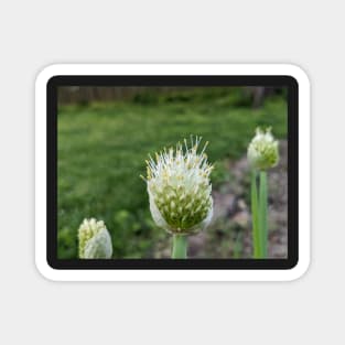 Green Onion Blossom 4 Magnet