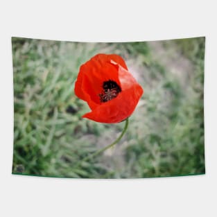 poppy Tapestry