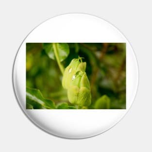 gli ready to bloom Pin