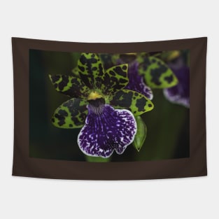 Dramatic Zygopetalum Orchid Tapestry