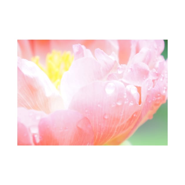 Soft Pink Peony by 1Redbublppasswo