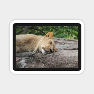 Beautiful Lion enjoying an afternoon nap Magnet