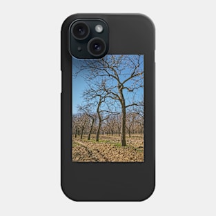 Very tall plum trees in an orchard Phone Case