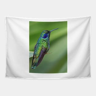 Green Violetear Hummingbird - Costa Rica Tapestry