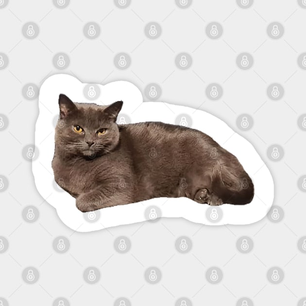 Grey cat resting Magnet by FlossOrFi