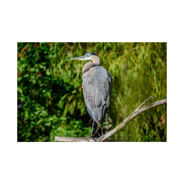 Great Blue Heron in the Trees by Debra Martz