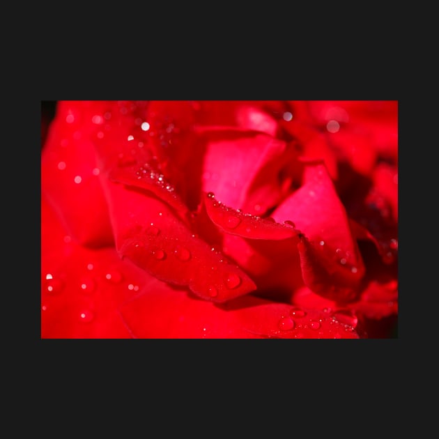 Red Hybrid Tea, Rose, Dewdrops, Flower by Kruegerfoto
