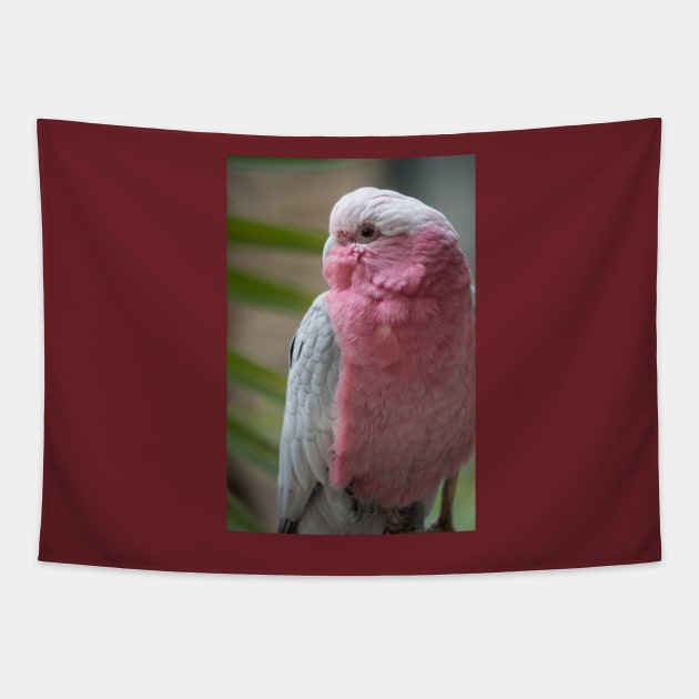 Galah Tapestry by Jacquelie