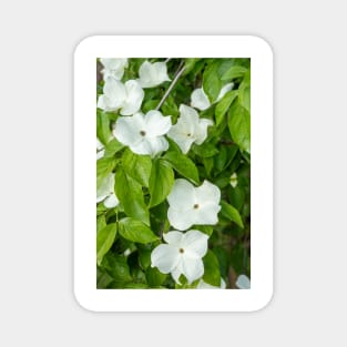 White Dogwood Flowers. Magnet