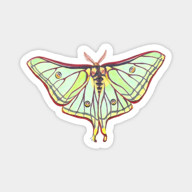 Luna Moth Magnet by Tinker and Bone Studio