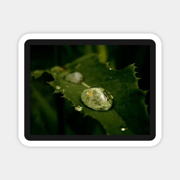 Drop of Water on a Leaf - macro photography Magnet by JuicyJulsy