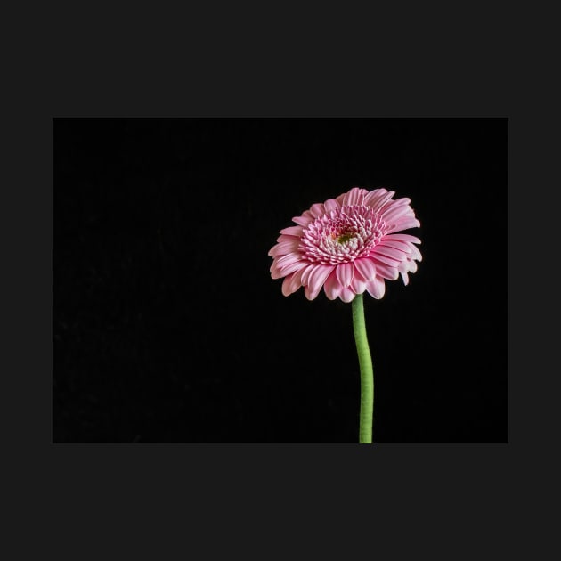 Pink Gerbera with Black Background by TonyNorth