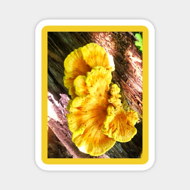 Chicken of the Woods Magnet by etherealwonders