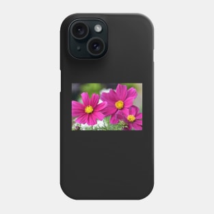 Garden Cosmos or or Mexican aster Phone Case