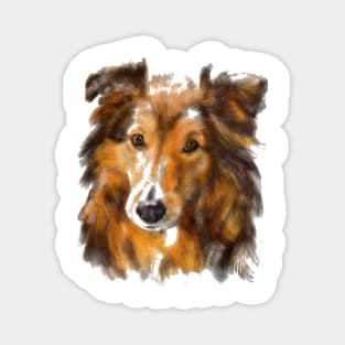 Sweet Affectionate Sheltie Shetland Sheepdog Magnet