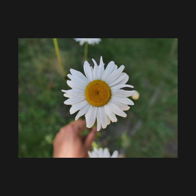 Daisy flower with its yellow disk by fantastic-designs