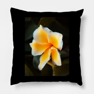 plumeria-flowers-frangipani-floral-blossom-petal-shirtyshirto-44 Pillow