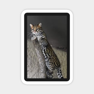 Ocelot Magnet