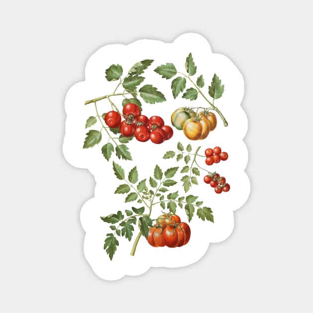 Vintage Tomato Illustration Magnet by Melon Street