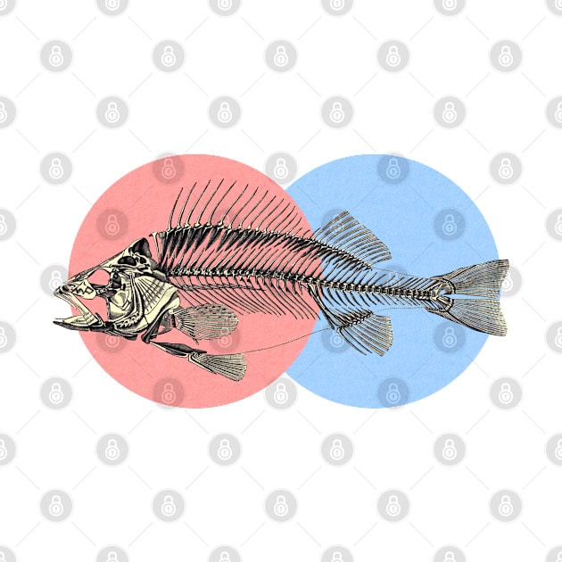 Colorful skeleton of a perch by Nosa rez