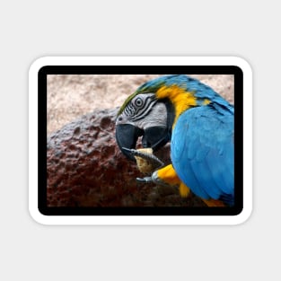 Macaw Parrot Magnet