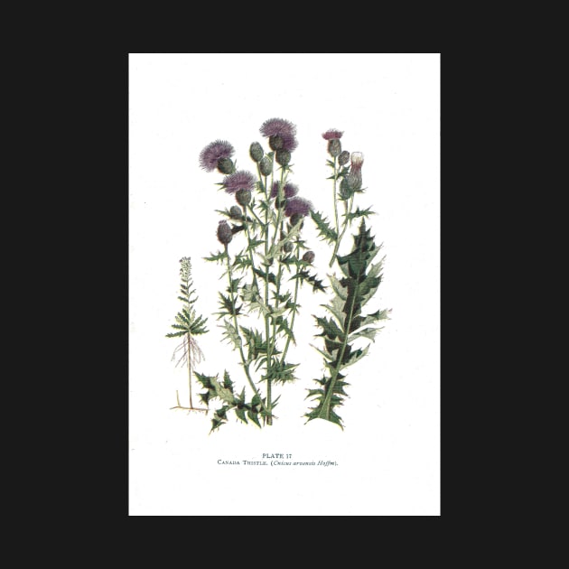 Canada Thistle by IslandofdeDolls