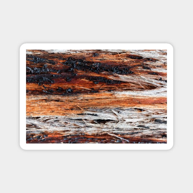 Vibrant Tree Oozing Sap From Trunk - Alternative VI Magnet by textural