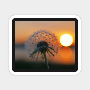 Dandelion Sunset Collins Cove Magnet