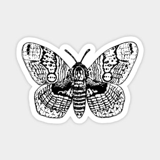 Brahmin moth drawing Magnet