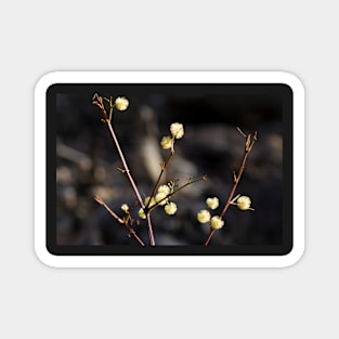 Wattle Flowers Magnet