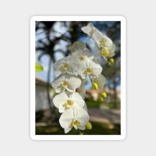 White Orchid With Yellow Magnet