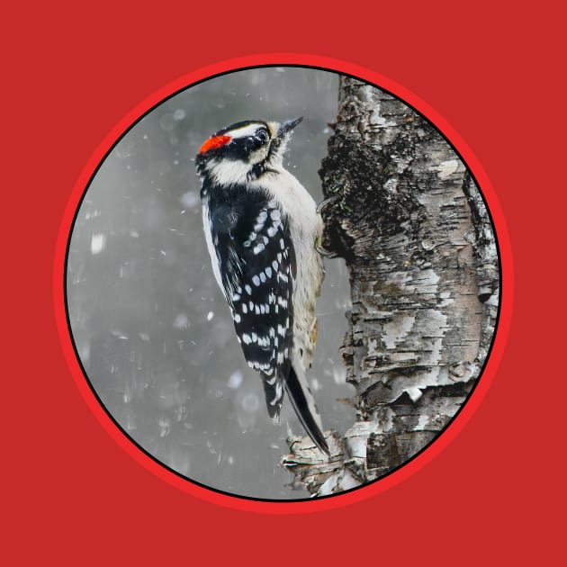 Downy Woodpecker in Snow Photograph by Alpen Designs