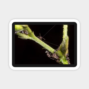 Unique and organic photo of a swarm of ants tending a treehopper Magnet