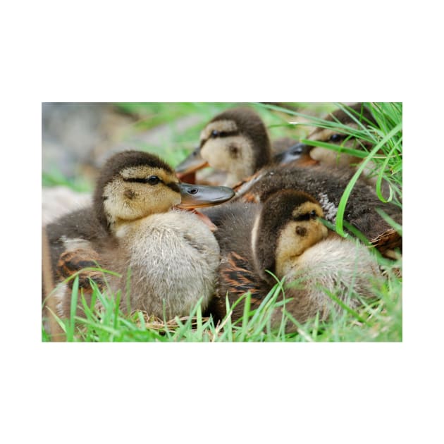 Duckling by DeVerviers