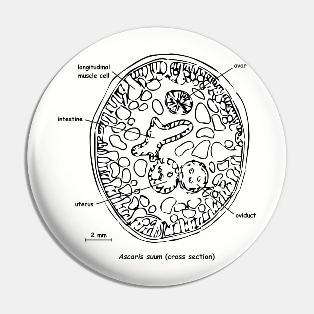 Cross section of Ascaris suum, labelled Pin by RosArt100