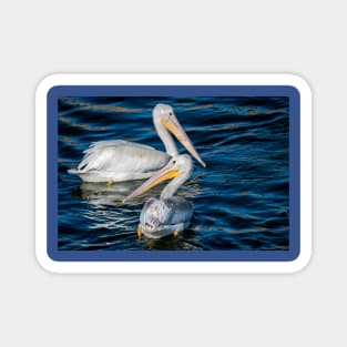 Pair of American White Pelicans Magnet