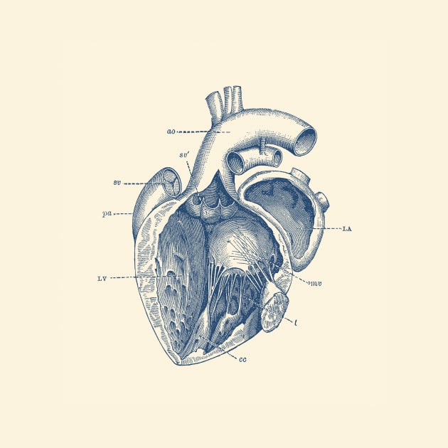 Internal Human Heart Diagram - Anatomy Poster by Vintage Anatomy Prints