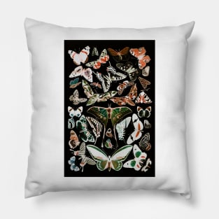 Dark Butterfly French Butterfly Chart by Adolphe Millot Pillow