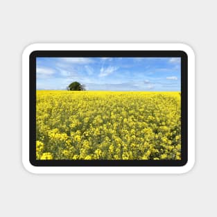 Cotswolds Rapeseed Field Magnet