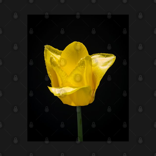 Tulip In Profile 5 by Robert Alsop