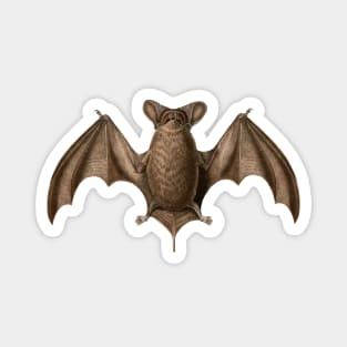 Austin Bat Magnet