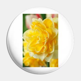 Narcissus  'Dick Wilden'  Daffodil  Div.  4 Double Pin