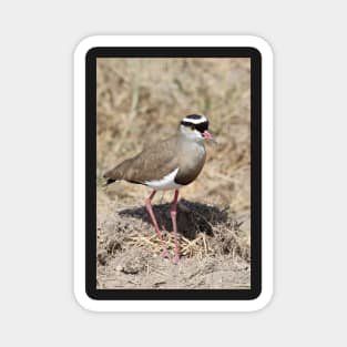 Crowned Plover, Kenya Magnet