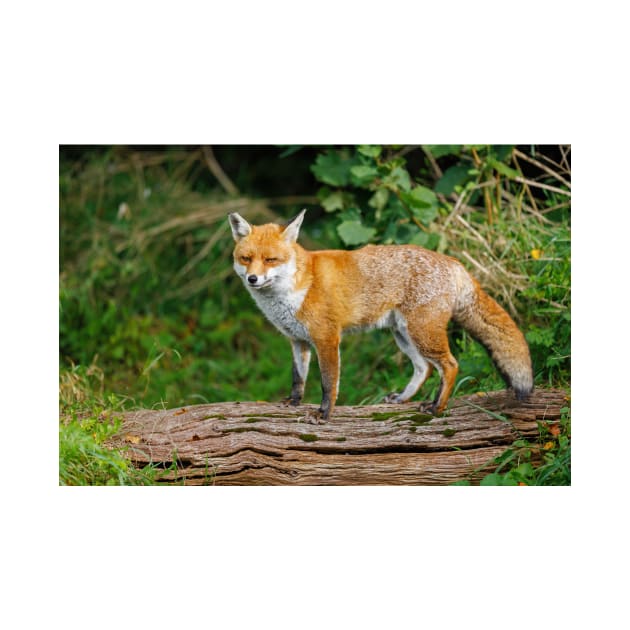 Fox Standing on Log by GrahamPrentice