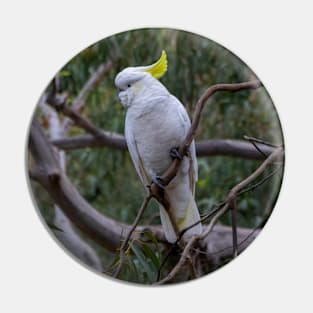 Cockatoo in the Treetops of Australia Pin