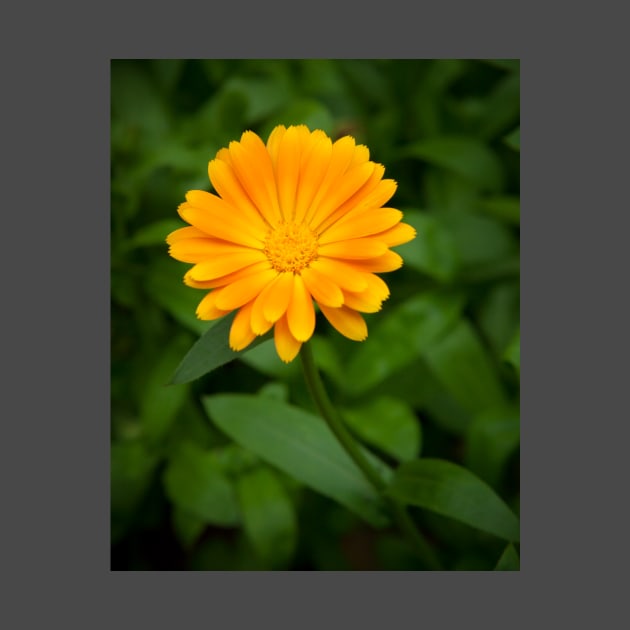 Yellow calendula flower and green leaves by Juhku