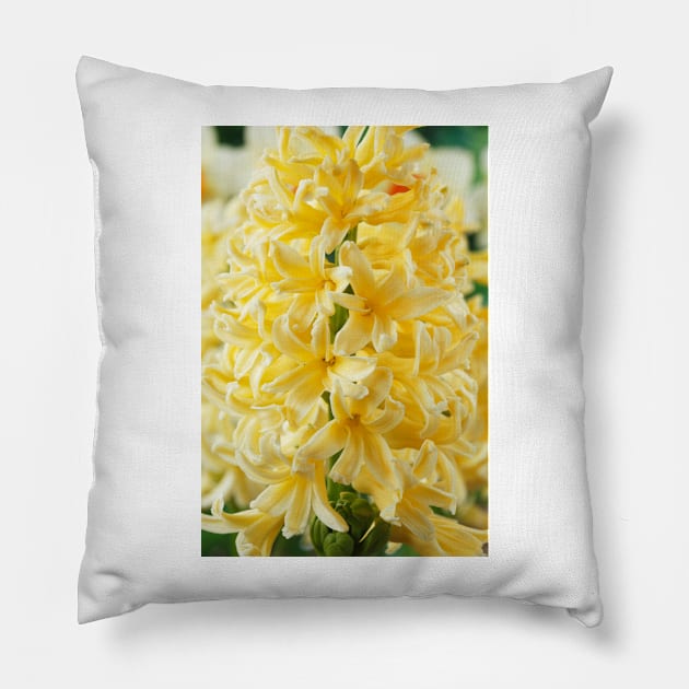 Hyacinthus orientalis  &#39;Gipsy Princess&#39;  Hyacinth Pillow by chrisburrows